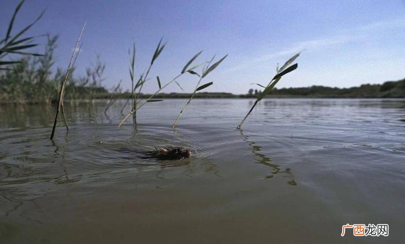 水产养殖豆浆肥水 水产养殖的水怎培肥