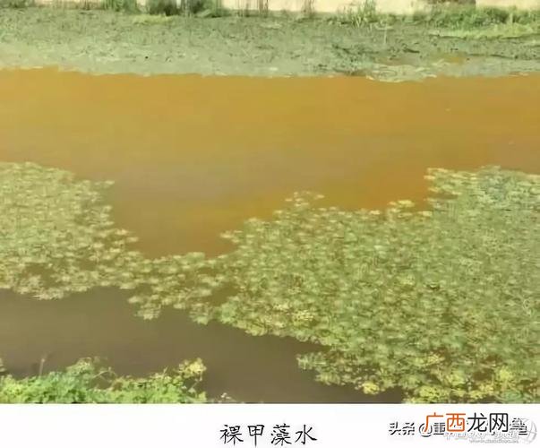 绿藻与水产养殖的关系 水产养殖甲藻怎样处理