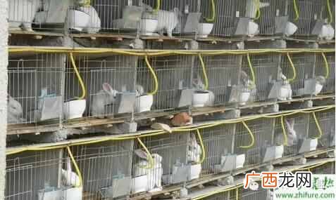 挣钱的养殖项目推荐 2015养殖业什么好