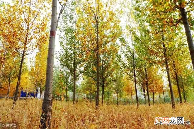 植物养殖简单前景好 农村种植什么树最赚钱