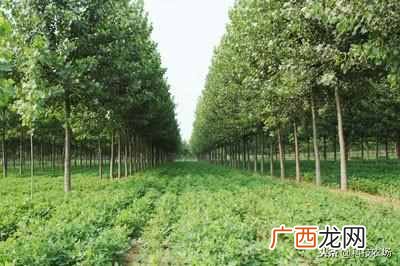植物养殖简单前景好 农村种植什么树最赚钱