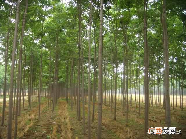 植物养殖简单前景好 农村种植什么树最赚钱