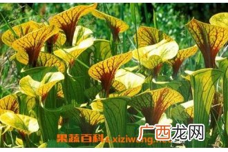 瓶子草的图片 瓶子草繁殖方法