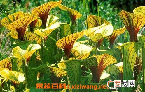瓶子草的图片 瓶子草繁殖方法