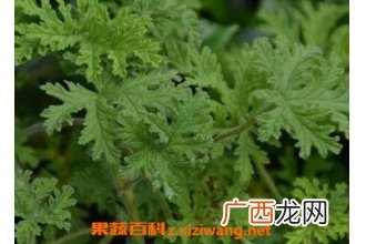 驱蚊香草的种植方法 驱蚊草怎样繁殖