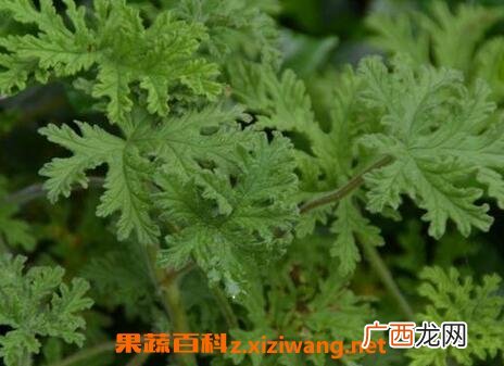 驱蚊香草的种植方法 驱蚊草怎样繁殖