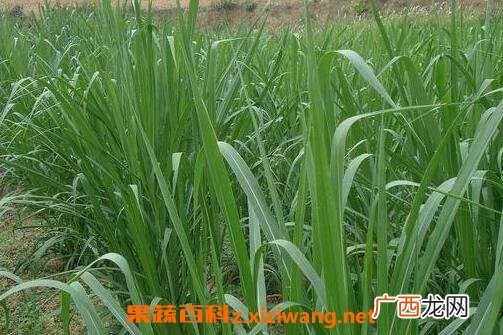 甜象草种植步骤图片 甜象草的病虫害防冶