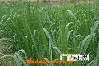 甜象草种植步骤图片 甜象草的病虫害防冶