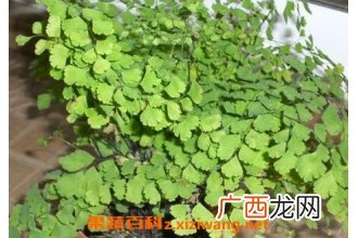 铁线草图片 铁线草的功效