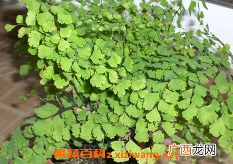 铁线草图片 铁线草的功效