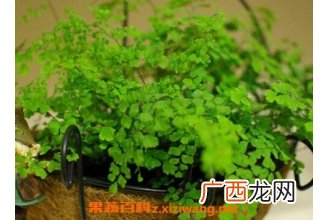 铁线草怎么养最好 铁线草花语及繁殖方法