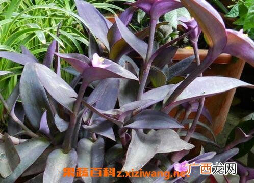 紫鸭跖草怎么养 紫鸭跖草的养殖方法