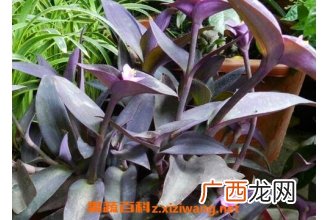 紫鸭跖草怎么养 紫鸭跖草的养殖方法