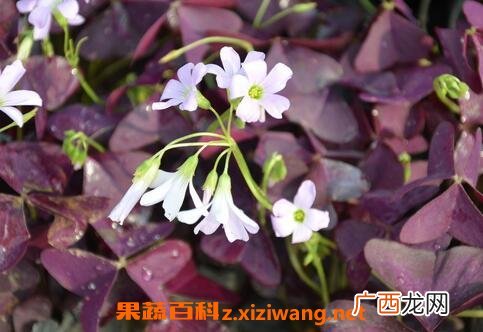紫叶炸浆草的药用价值