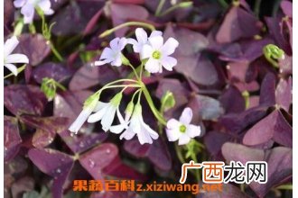 紫叶炸浆草的药用价值