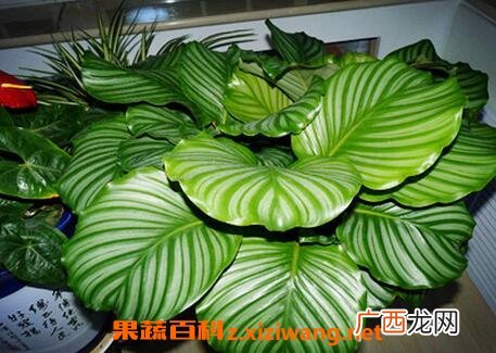 圆叶竹芋如何养殖 圆叶竹芋的养殖方法