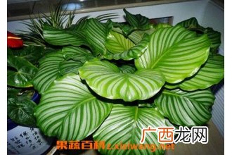 圆叶竹芋如何养殖 圆叶竹芋的养殖方法