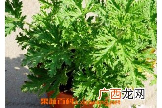 驱蚊草怎么养 驱蚊草的养殖方法和注意事项