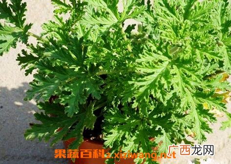 驱蚊草怎么养 驱蚊草的养殖方法和注意事项