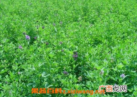 常见牧草有哪些 常见牧草的营养价值