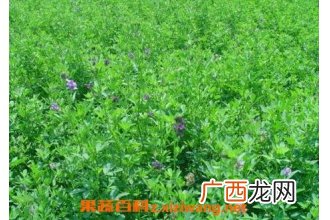 常见牧草有哪些 常见牧草的营养价值