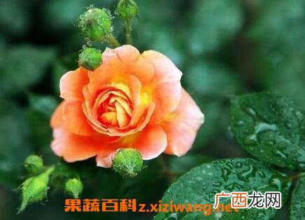 月季花养殖方法和注意事项