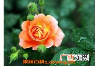 月季花养殖方法和注意事项
