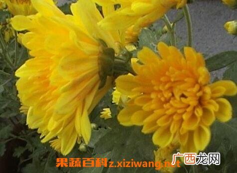 月月菊花如何养 月月菊花的养殖方法