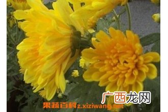 月月菊花如何养 月月菊花的养殖方法