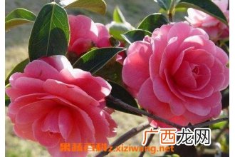云南山茶花的养殖方法