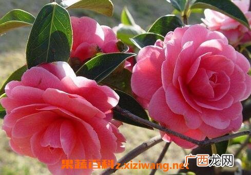 云南山茶花的养殖方法