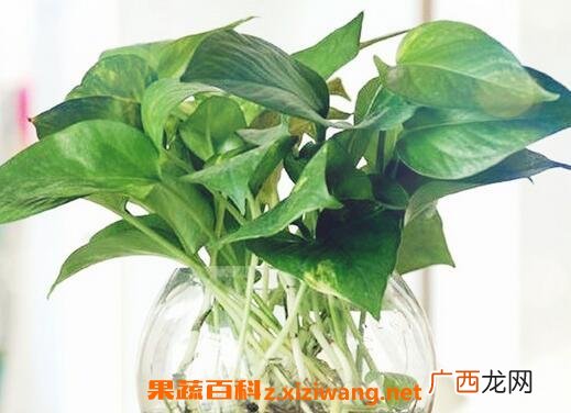 怎样用水养殖绿萝 养殖绿萝方法技巧