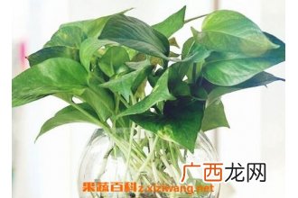 怎样用水养殖绿萝 养殖绿萝方法技巧