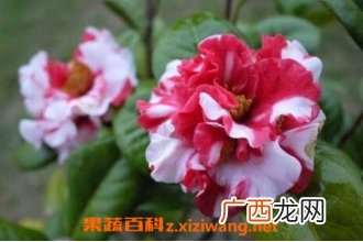 茶花的养殖方法和注意事项
