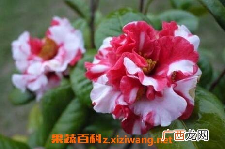 茶花的养殖方法和注意事项