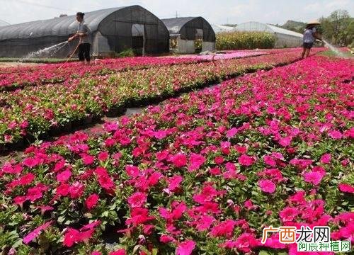 木槿常见病虫害的防治方法