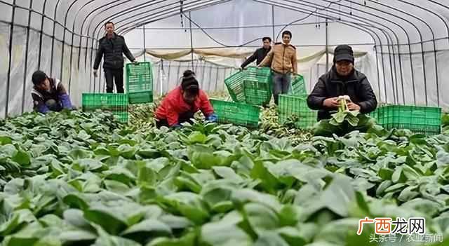 10月份可以种哪些蔬菜 十月份种什么蔬菜赚钱