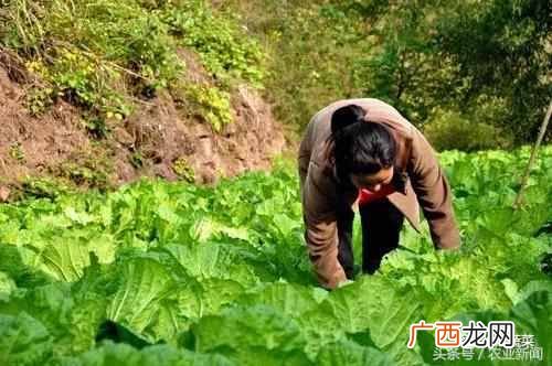 10月份可以种哪些蔬菜 十月份种什么蔬菜赚钱