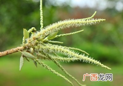 栗子是怎么长出来的开花结果取果仁