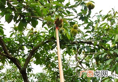 栗子是怎么长出来的开花结果取果仁