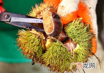 栗子是怎么长出来的开花结果取果仁