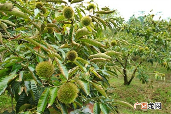 栗子是怎么长出来的开花结果取果仁