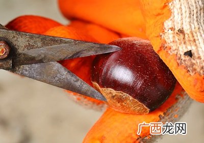 栗子是怎么长出来的开花结果取果仁