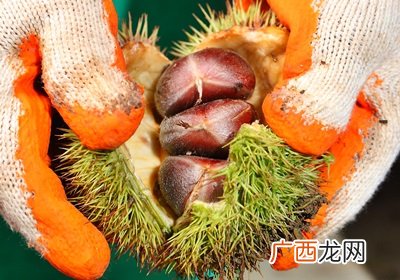 栗子是怎么长出来的开花结果取果仁