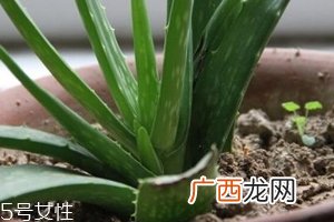 芦荟胶真的很神奇吗？只是基础的补水保湿