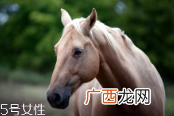 马油是万能的吗？接近人体脂肪也并不万能