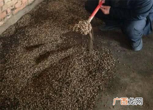 翘壳鱼能人工养殖么 水蜈蚣能人工养殖吗