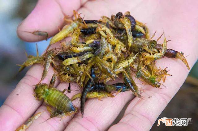 水蜈蚣属 水蜈蚣怎么养殖