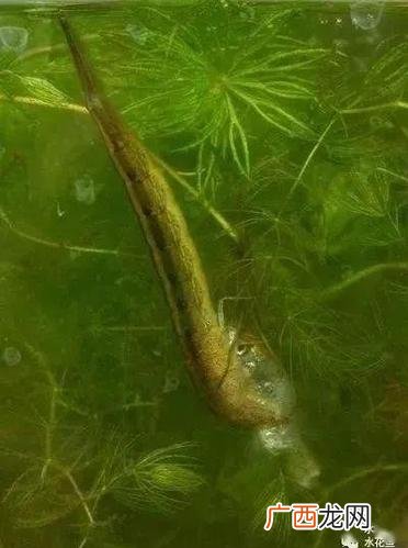 水蜈蚣属 水蜈蚣怎么养殖