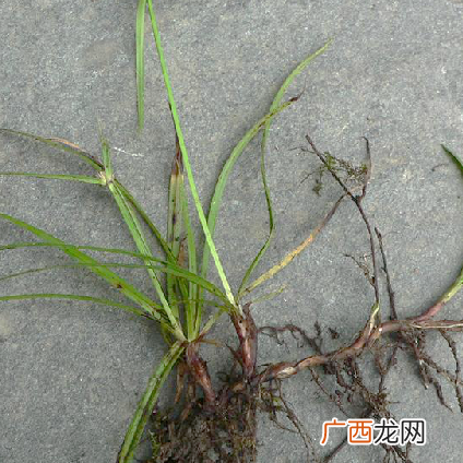 水蜈蚣属 水蜈蚣怎么养殖